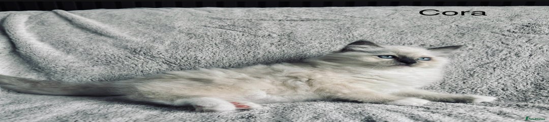 Cora