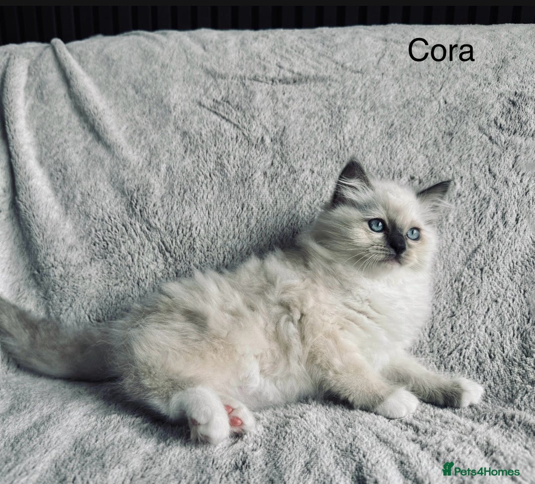 Ragdoll cats for sale: Stunning quality Ragdoll kittens - must see!!! - Image 5