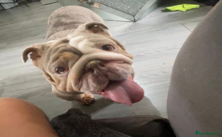 English Bulldog dogs - Advert 1