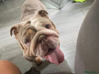 English Bulldog dogs for sale - Advert 1