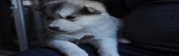 Alaskan Malamute dogs for sale: Alaskan Malamute Puppies - Advert 28