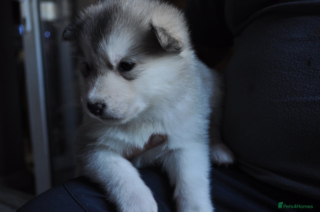 Alaskan Malamute dogs for sale: Alaskan Malamute Puppies - Advert 28