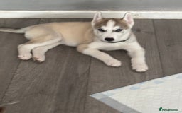 Siberian Husky dogs for sale: Siberian huskies  for sale  - Image 37