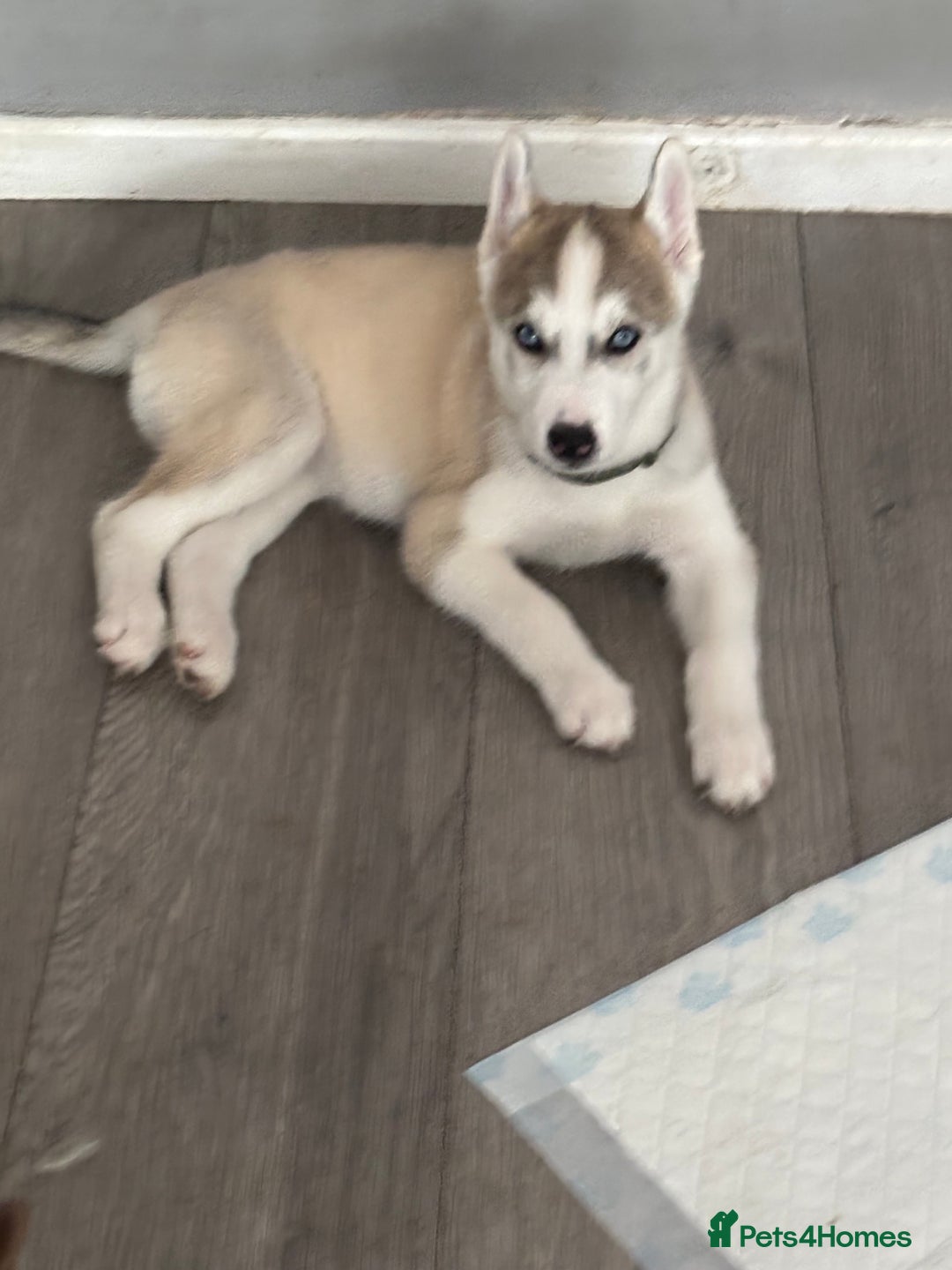 Siberian Husky dogs for sale: Siberian huskies  for sale  - Image 37