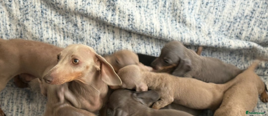 Miniature Dachshund dogs for sale: KC Reg Miniature Dachshund Puppies  - Image 2