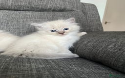 Ragdoll cats for sale: Amazing Ragdoll kittens 3 female 1 male - Image 2