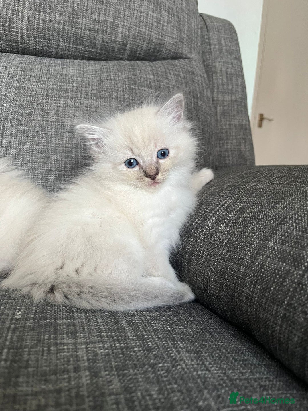 Ragdoll cats for sale: Amazing Ragdoll kittens 3 female 1 male - Image 2