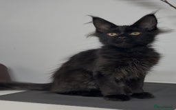 Maine Coon cats for sale: XL maine coon kittens Russia bloodlines Ready Now in Spalding - Image 8