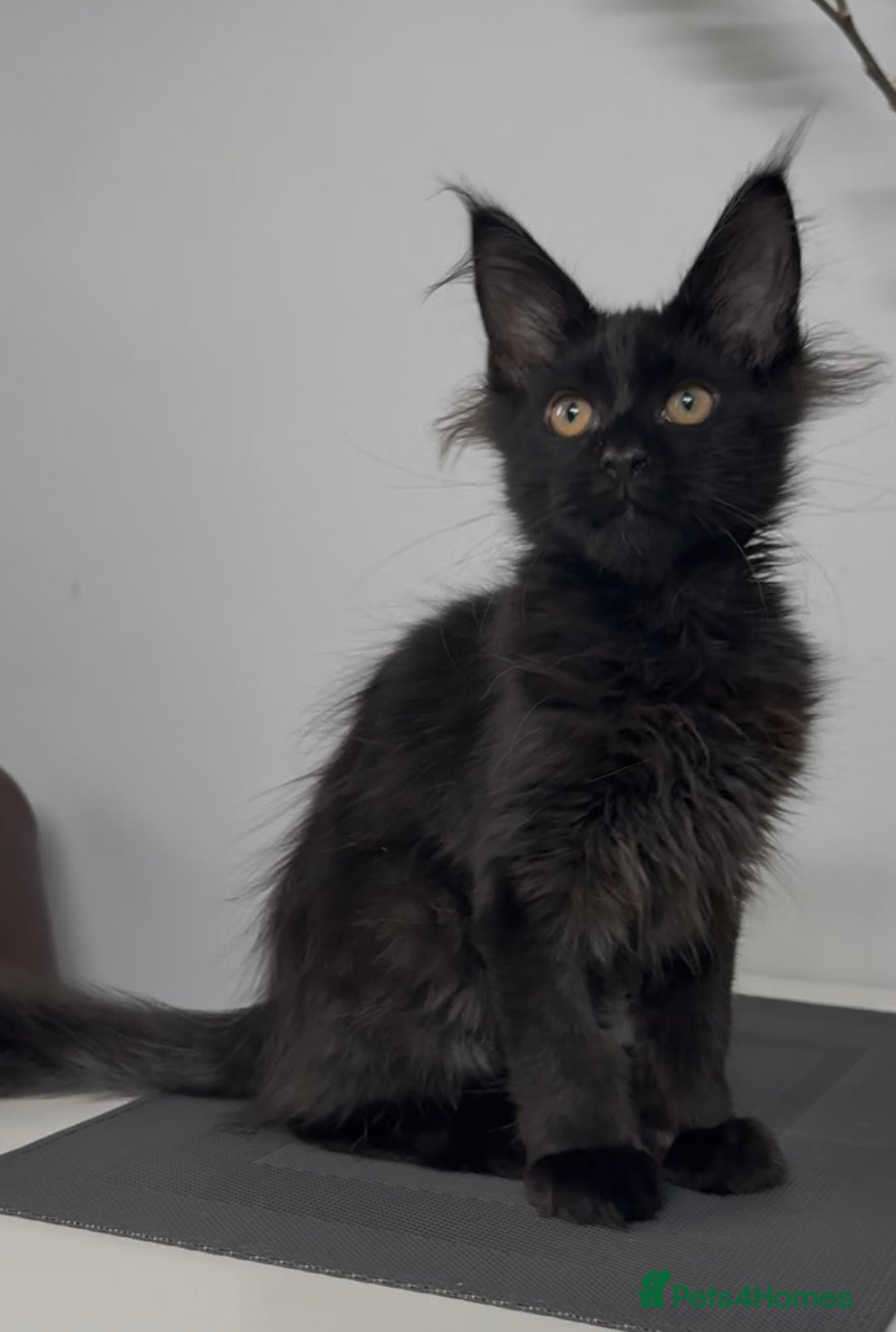 Maine Coon cats for sale: XL maine coon kittens Russia bloodlines Ready Now in Spalding - Image 8