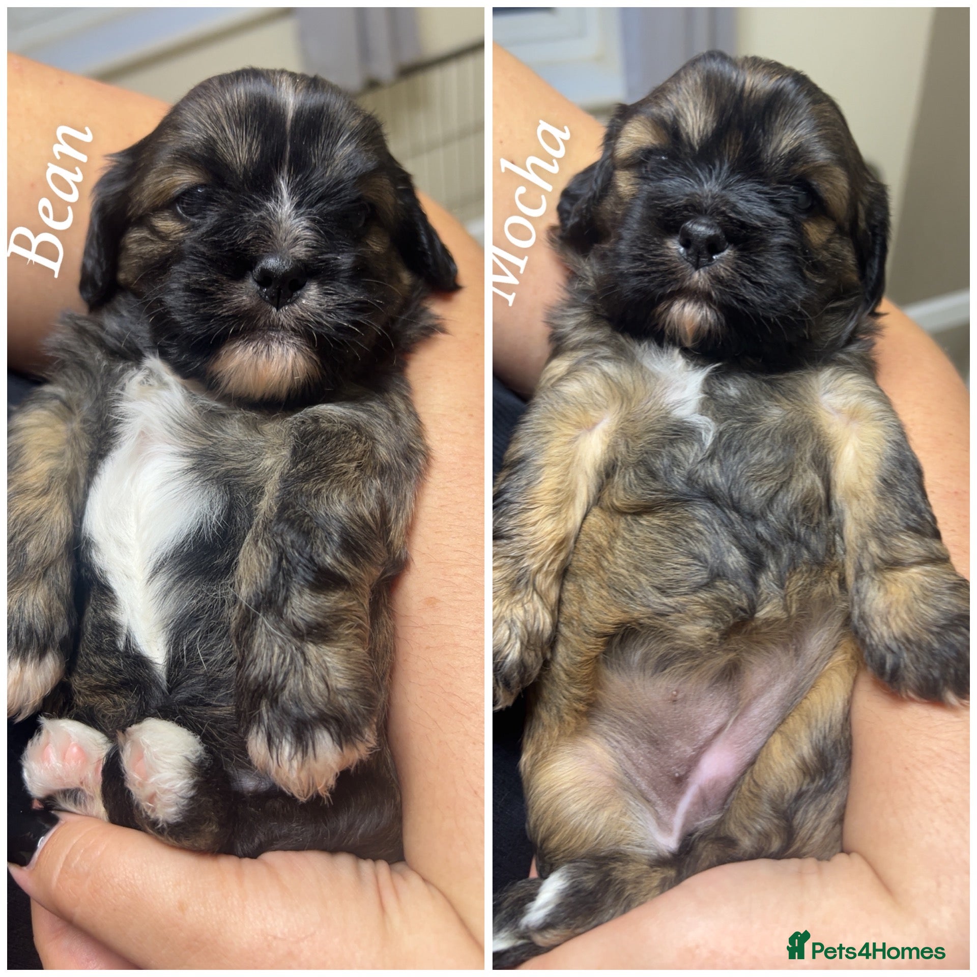 Cava Tzu dogs TWO BEAUTIFUL CAVA TZU GIRLS LEFT (F1) - Advert 1