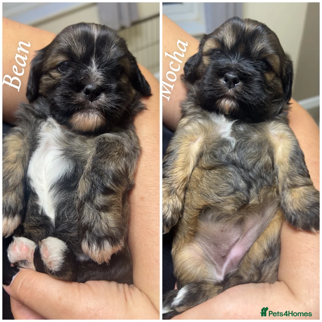 Cava Tzu dogs for sale: TWO BEAUTIFUL CAVA TZU GIRLS LEFT (F1) - Advert 1