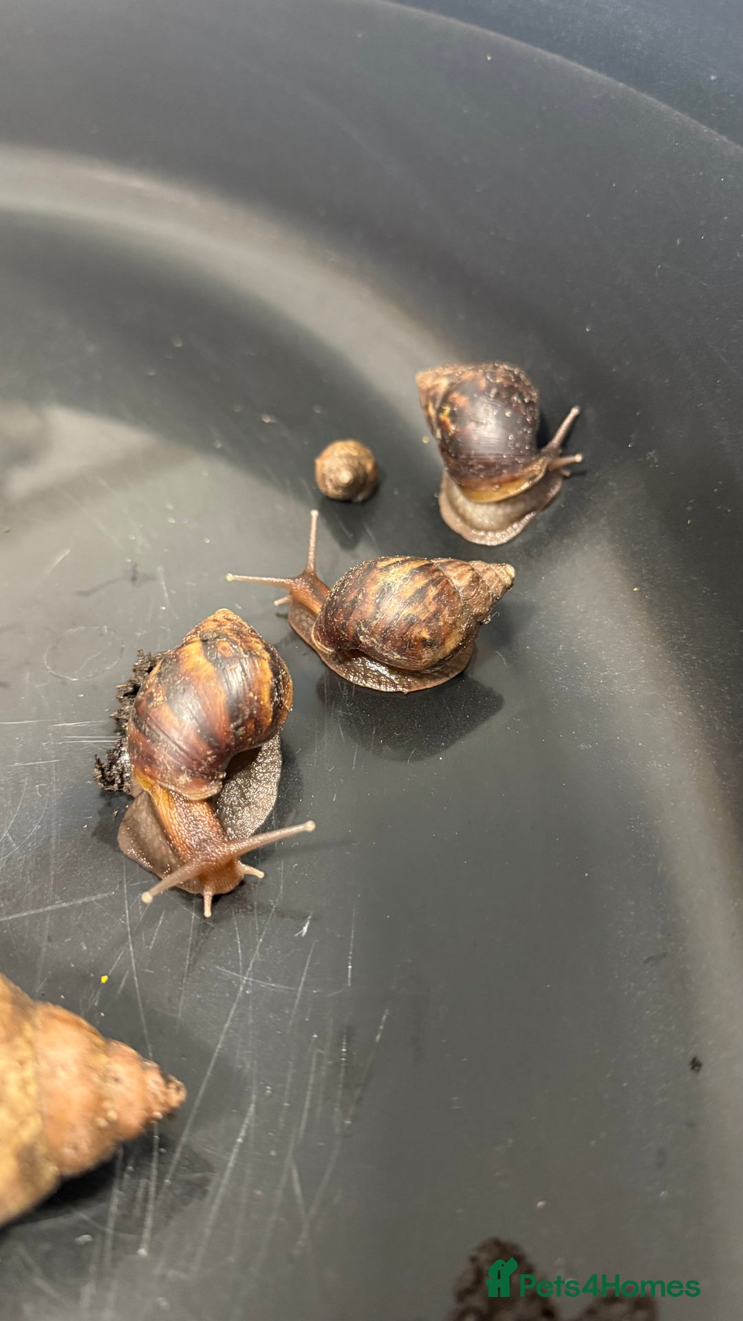 Snails invertebrates for sale: GIant African land snail babies  - Advert 3