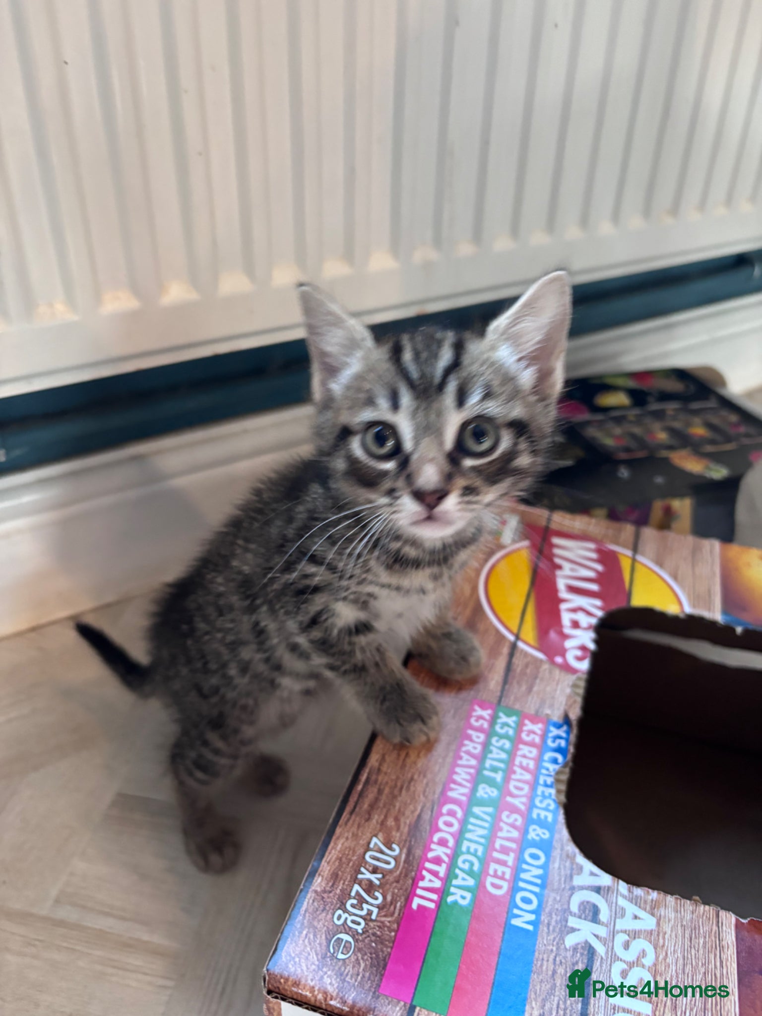 Mixed Breed cats for sale: 4 sweet kittens for new homes  in Thornton-Cleveleys - Advert 17