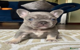 French Bulldog dogs for sale: Stunning litter of French bulldog puppies  - Image 3