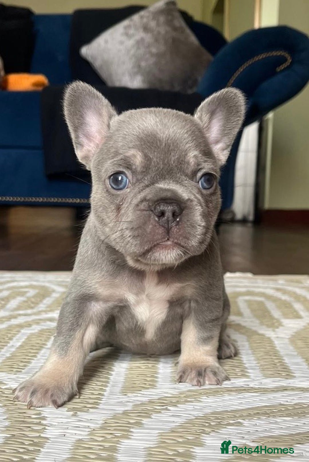 French Bulldog dogs for sale: Stunning litter of French bulldog puppies  - Image 3