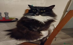 Mixed Breed cats for sale: 2 beautiful female cats - Image 1