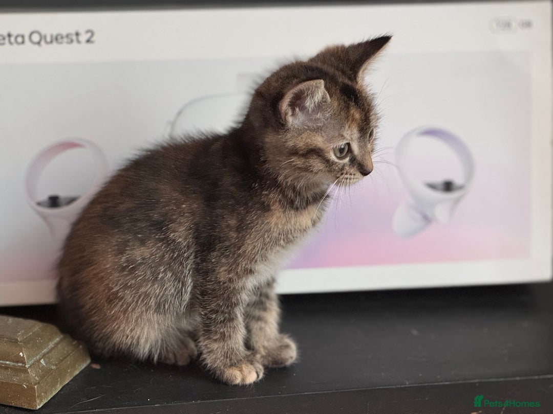 Mixed Breed cats for sale: 10 week black male vaccinated (female reserved) - Image 5