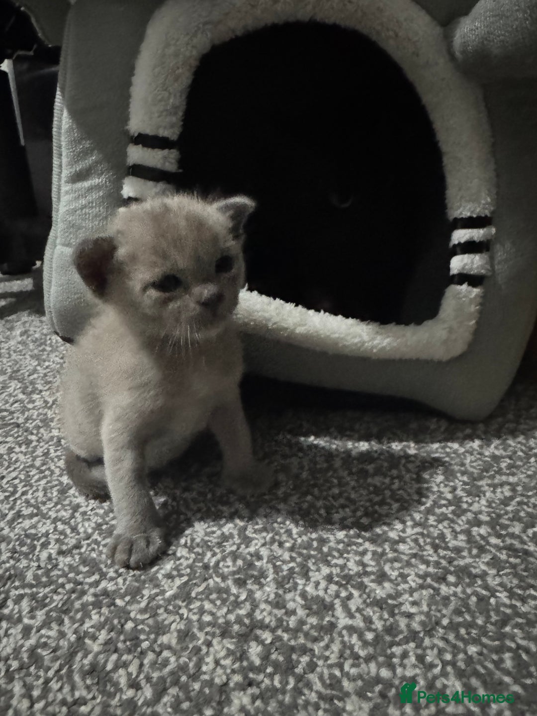 Burmese cats for sale: Burmese Kittens - Advert 10