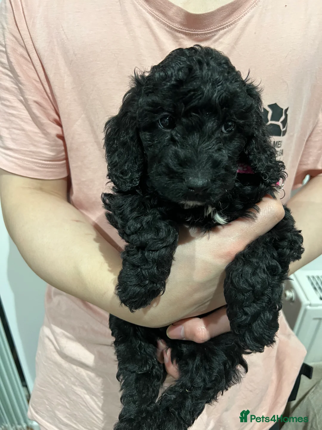 Cockapoo dogs for sale: Beautiful Cockapoo Puppies – 6 Boys & 2 Girls - Advert 17