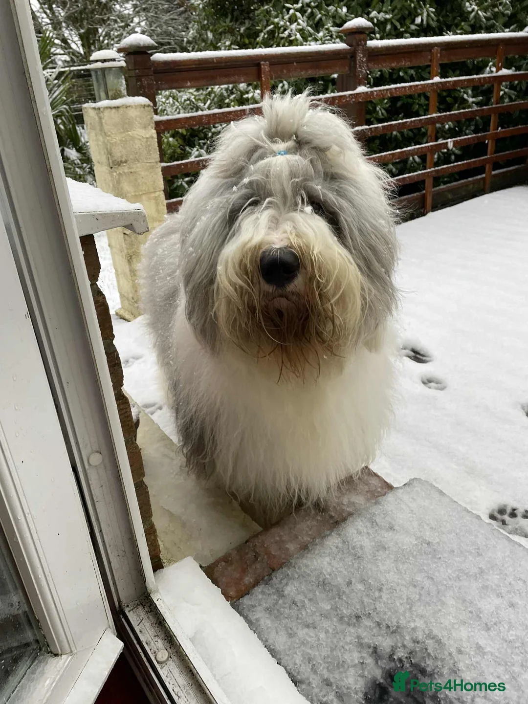 Old English Sheepdog dogs for sale: Outstanding OES top Show Lines,Exceptional Quality - Advert 15