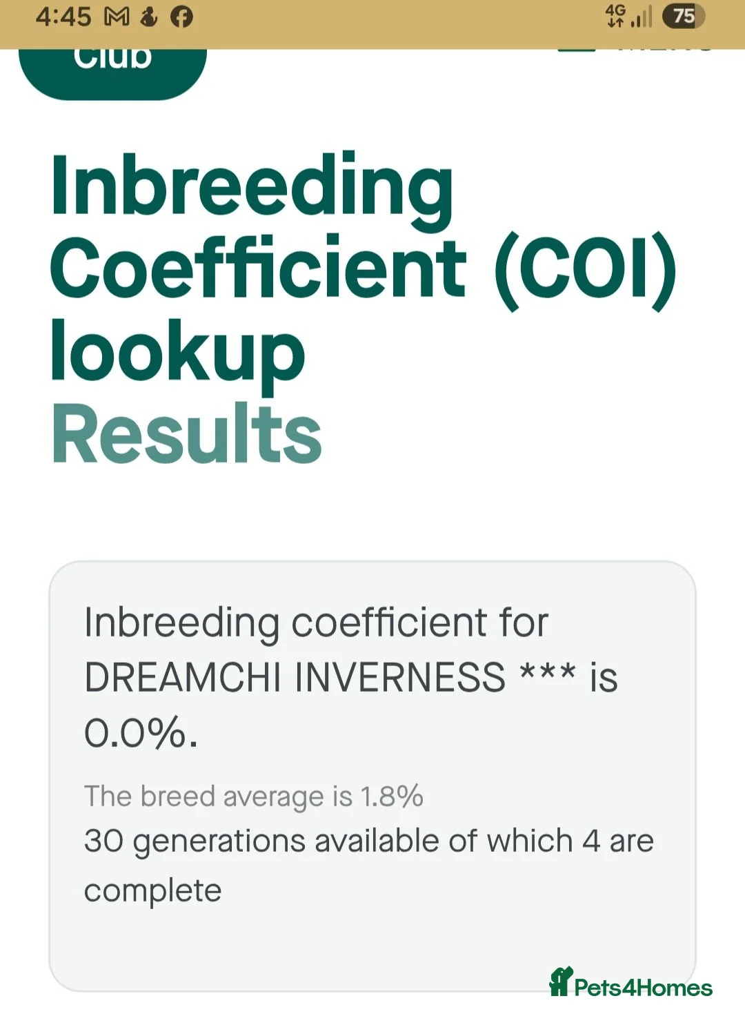 Chihuahua dogs for stud: KC Reg Lilac chihuahua, PROVEN, DNA Tested CLEAR  - Advert 2