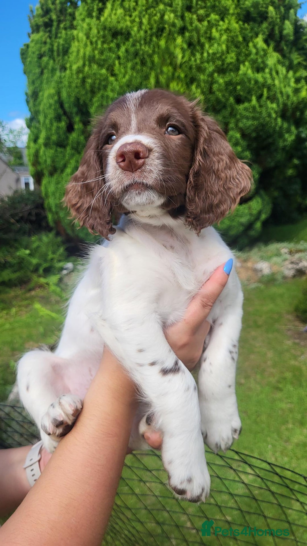 English Springer Spaniel dogs for sale: KC Reg, Health Tested Springer Spaniel Pup in Milnthorpe - Image 2