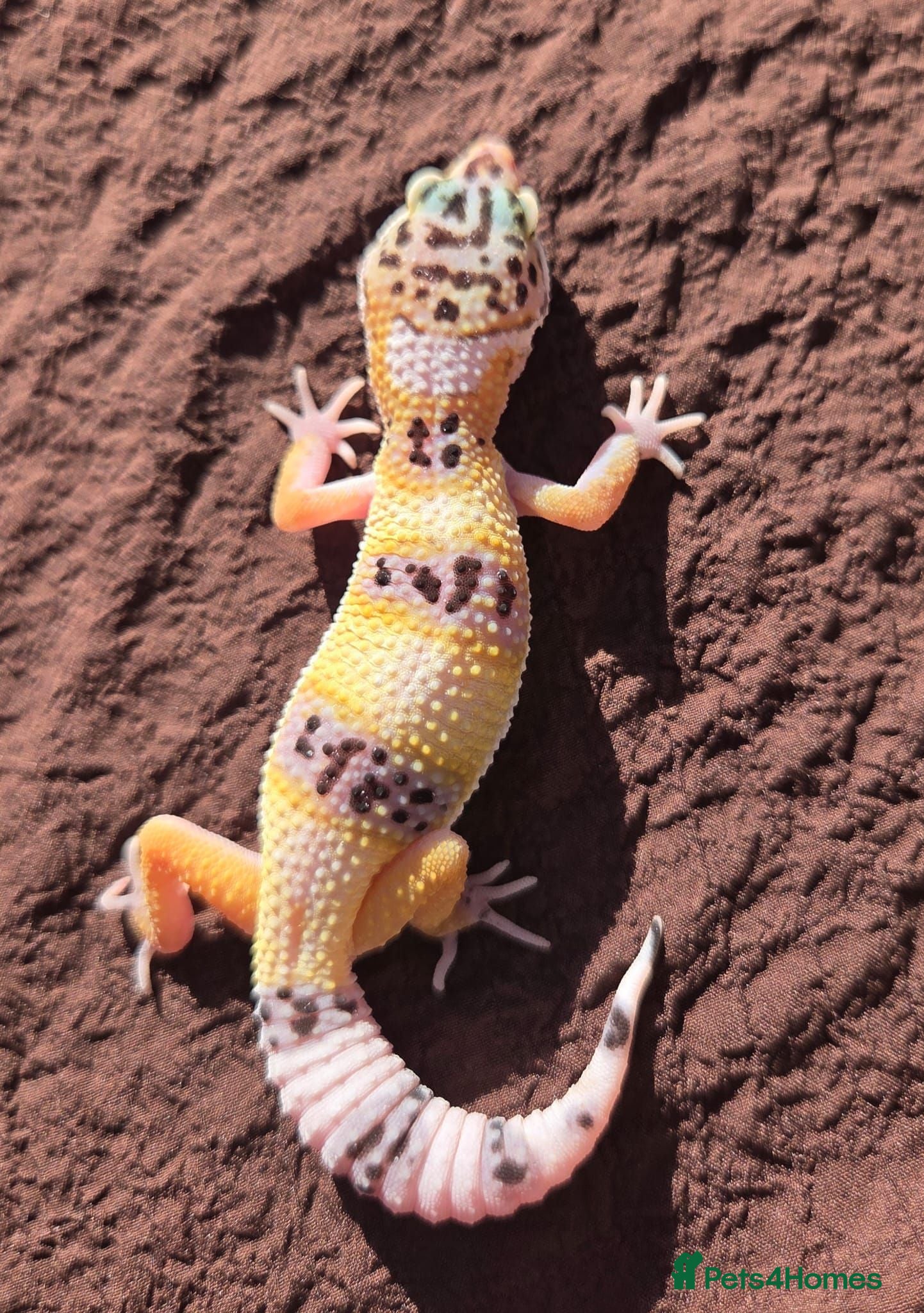 Gecko reptiles Crested & leopard gecko babies - Advert 1