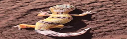 Gecko reptiles for sale: Crested & leopard gecko babies - Advert 1