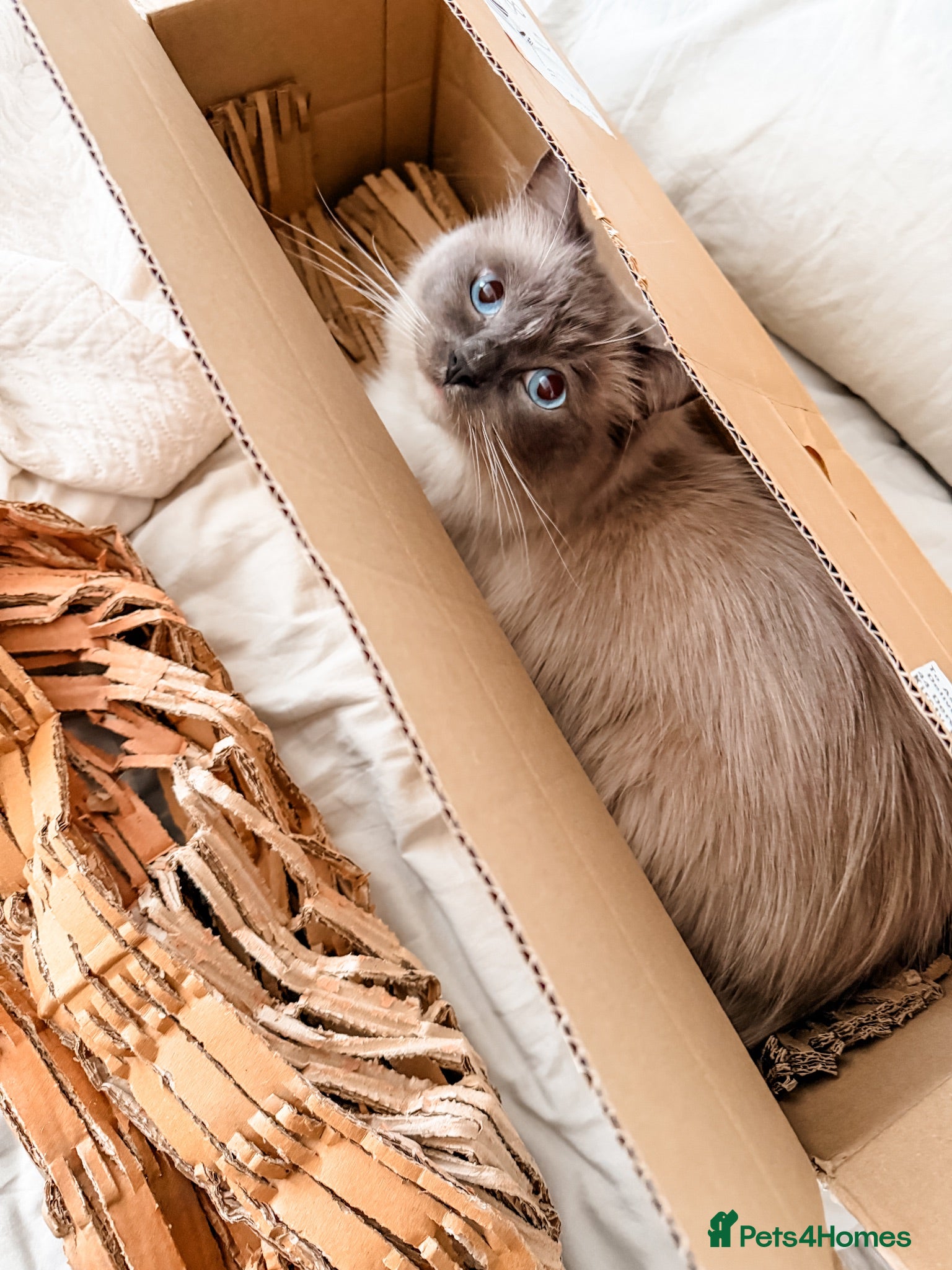 Ragdoll cats Beautiful 5 year old blue mitted ragdoll - Advert 1