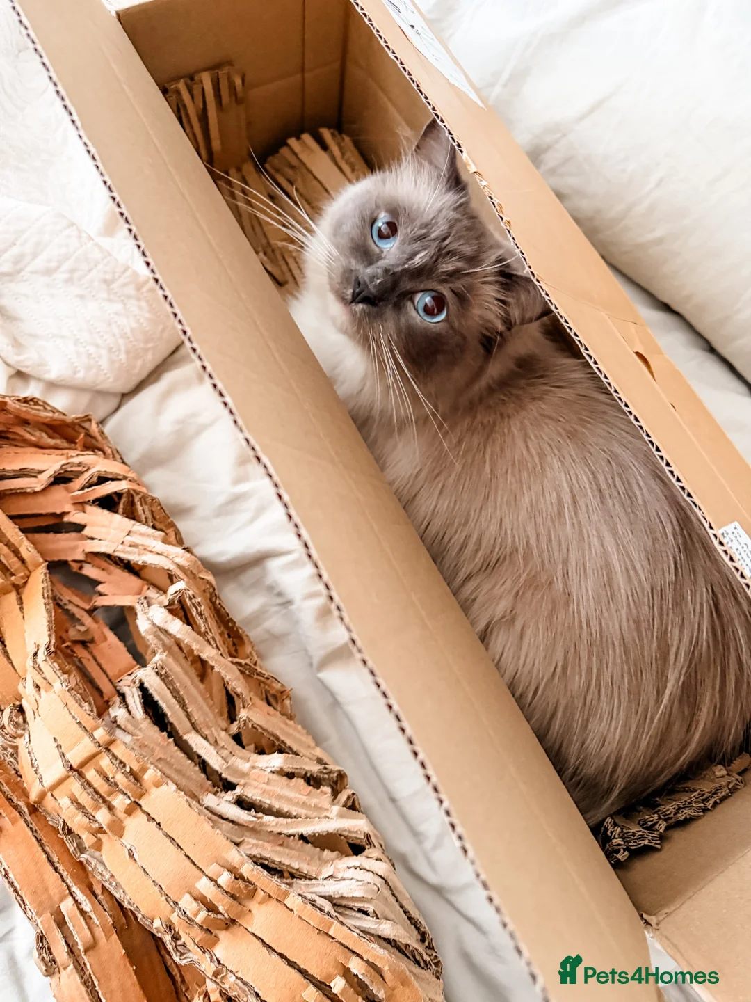 Ragdoll cats for sale: Beautiful 5 year old blue mitted ragdoll - Advert 1