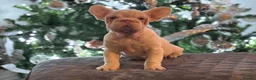 French Bulldog dogs for stud: Male pink  **  French bulldog - Advert 10