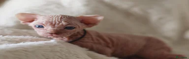 Sphynx Kitten 4