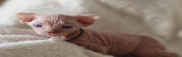 Sphynx cats for sale: Beautiful Pedigree Sphynx Kittens  - Advert 20