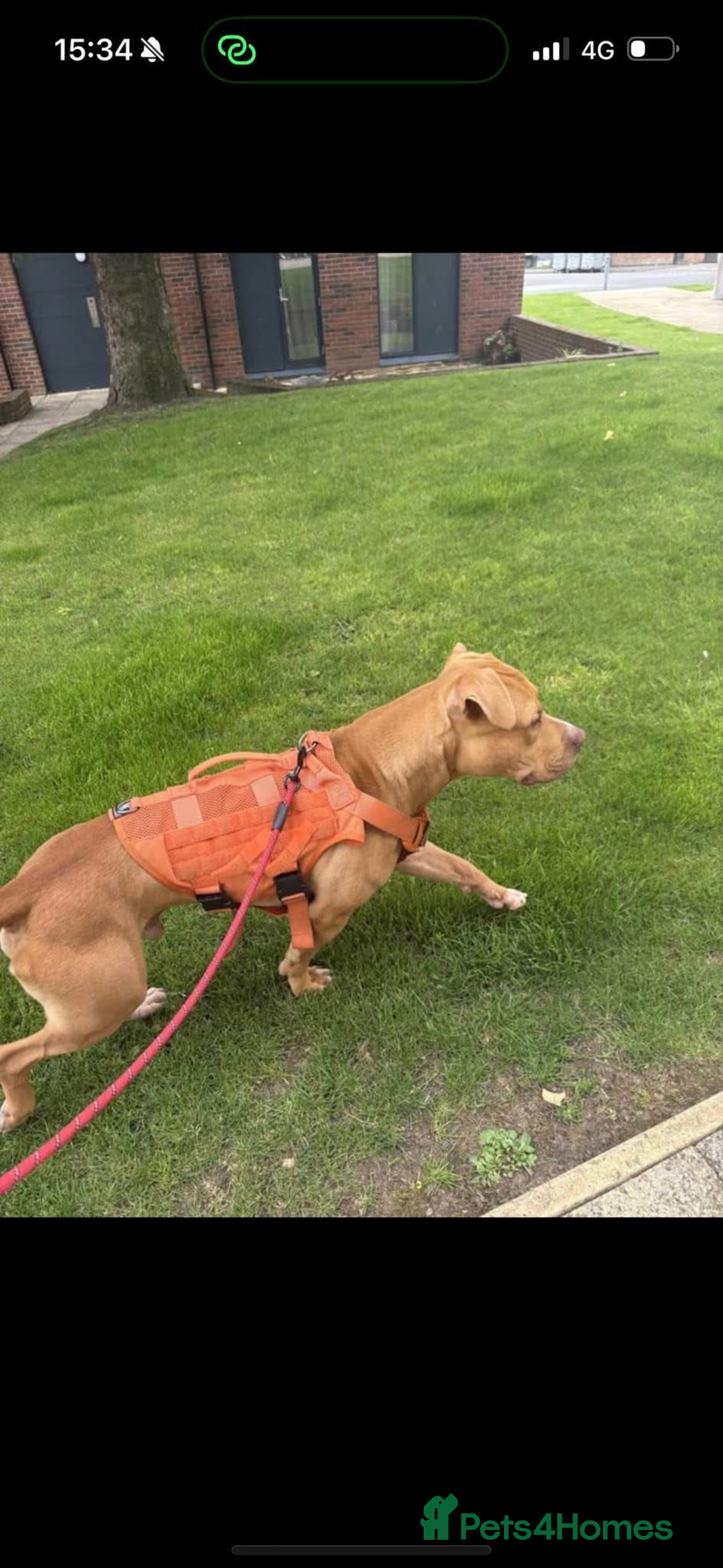 American Bulldog dogs for sale: Handsome and super active boy for rehoming - Image 6