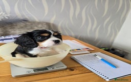 Cavalier King Charles Spaniel dogs for sale: Amazing King Charles Cavalier KC Reg Puppies - Image 4