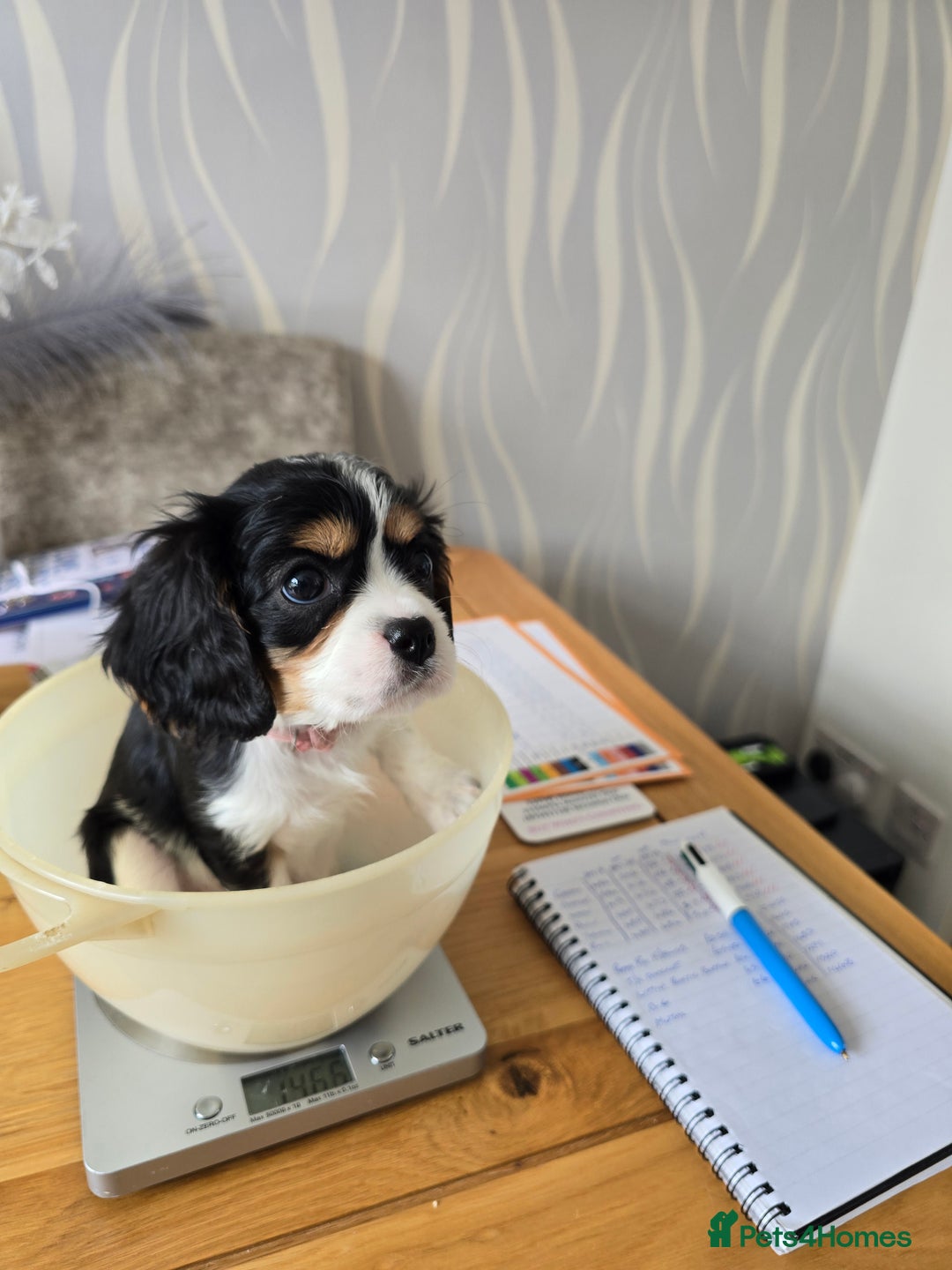 Cavalier King Charles Spaniel dogs for sale: Amazing King Charles Cavalier KC Reg Puppies - Image 4