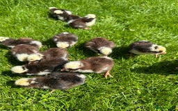 Chickens poultry for sale: Day old pure breed chicks  - Image 3