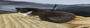 British Longhair 3
