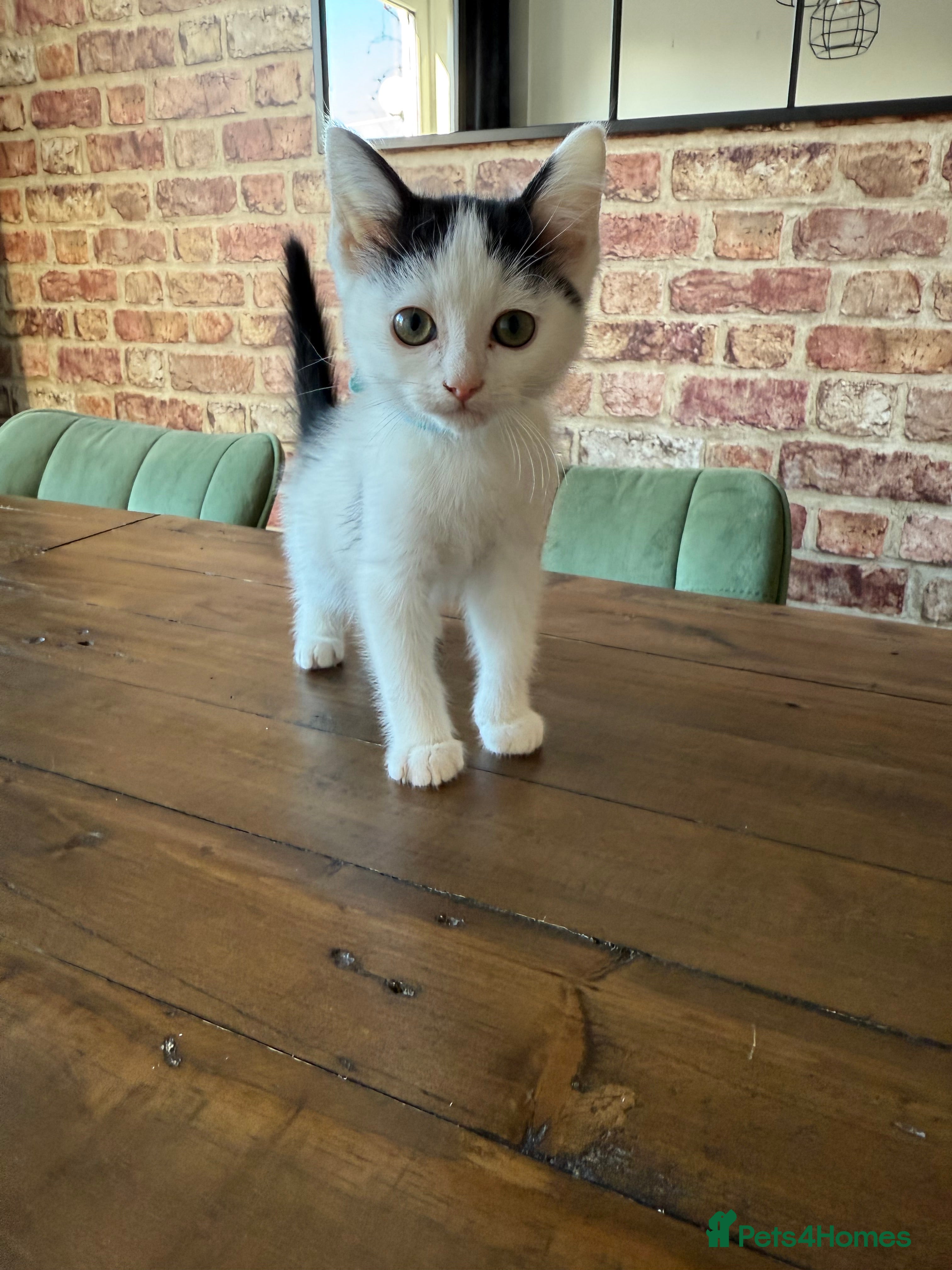 Ragdoll cats Ragdoll mix boy kitten last in litter reduced £375 - Advert 5