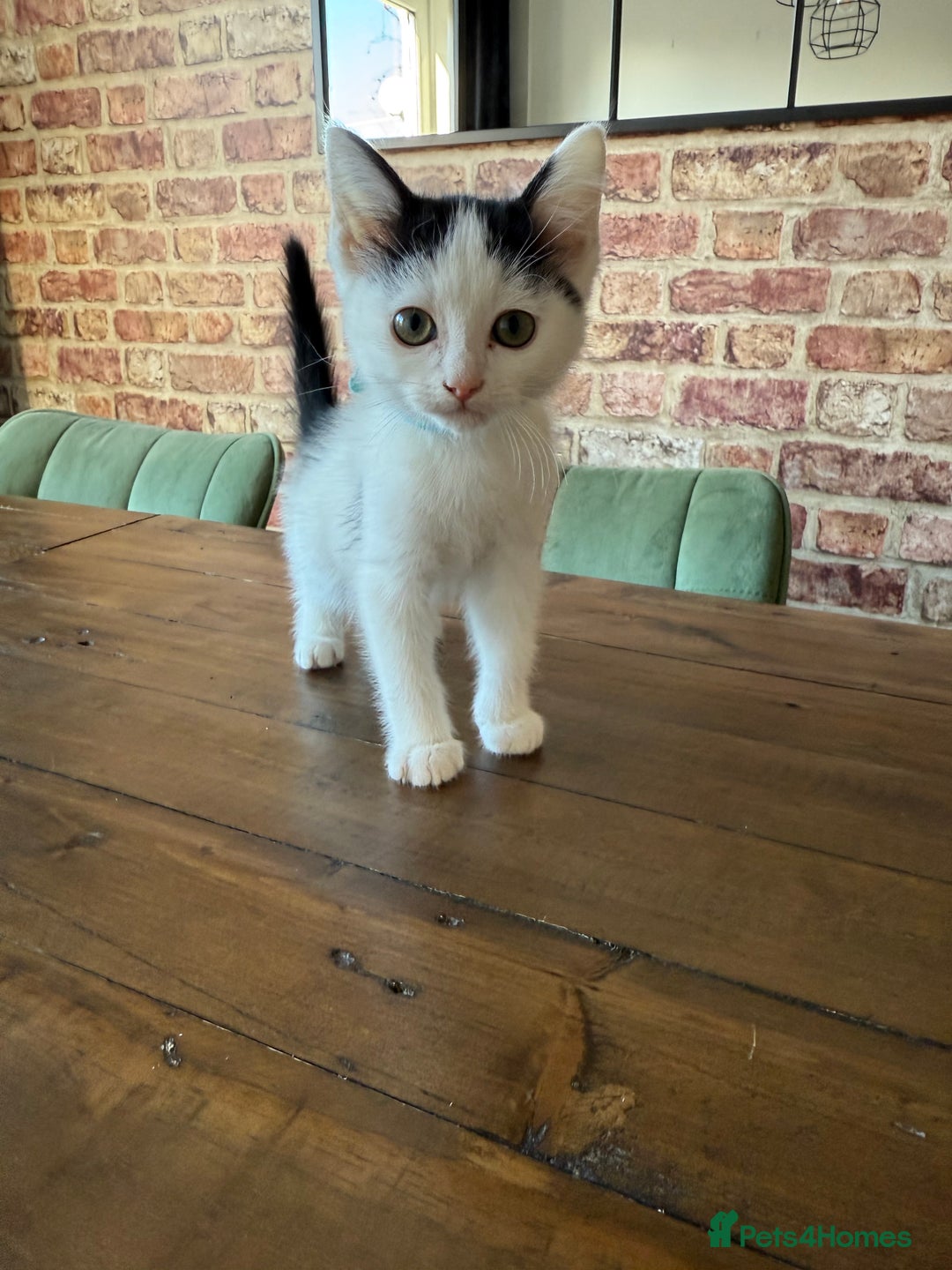 Ragdoll cats for sale: Ragdoll mix boy kitten last in litter reduced £375 - Advert 1
