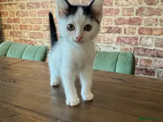 Ragdoll cats Ragdoll mix boy kitten last in litter reduced £375 - Advert 11