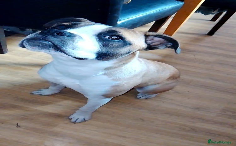 Mixed Breed dogs - Advert 1