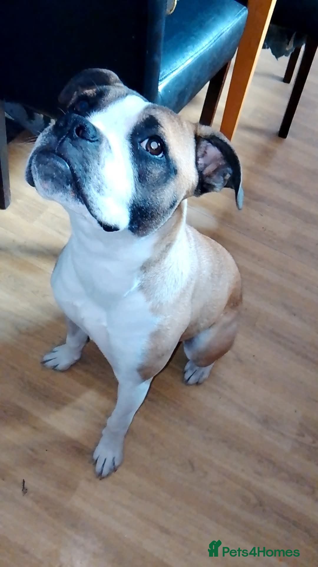 Mixed Breed dogs for sale: Staffy cross boxer bitch - Image 1