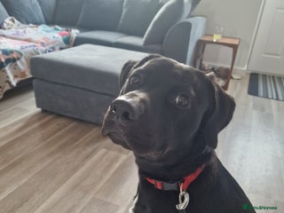 Mixed Breed dogs Staffador (half labrador, half staffy) - Advert 1