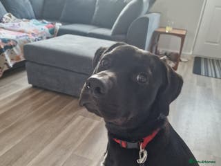 Mixed Breed dogs Staffador (half labrador, half staffy) - Advert 10