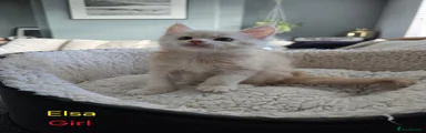 Maine Coon 10