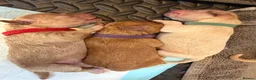 Mixed Breed dogs for sale: 🐾 Australian Double Doodle Puppies Expected 🐾 - Advert 11