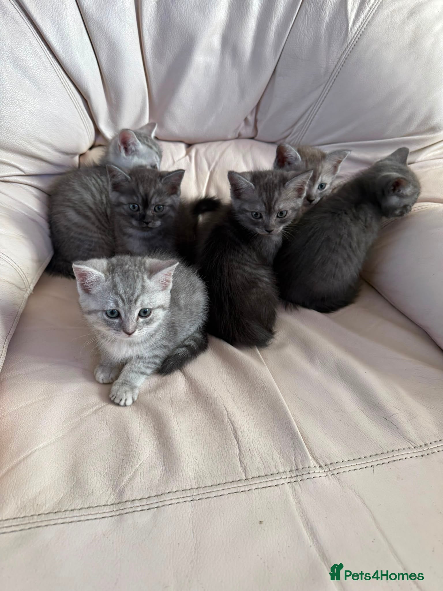 British Shorthair cats 5 weeks old BRITISH SHORTHAIR KITTENS - Advert 6