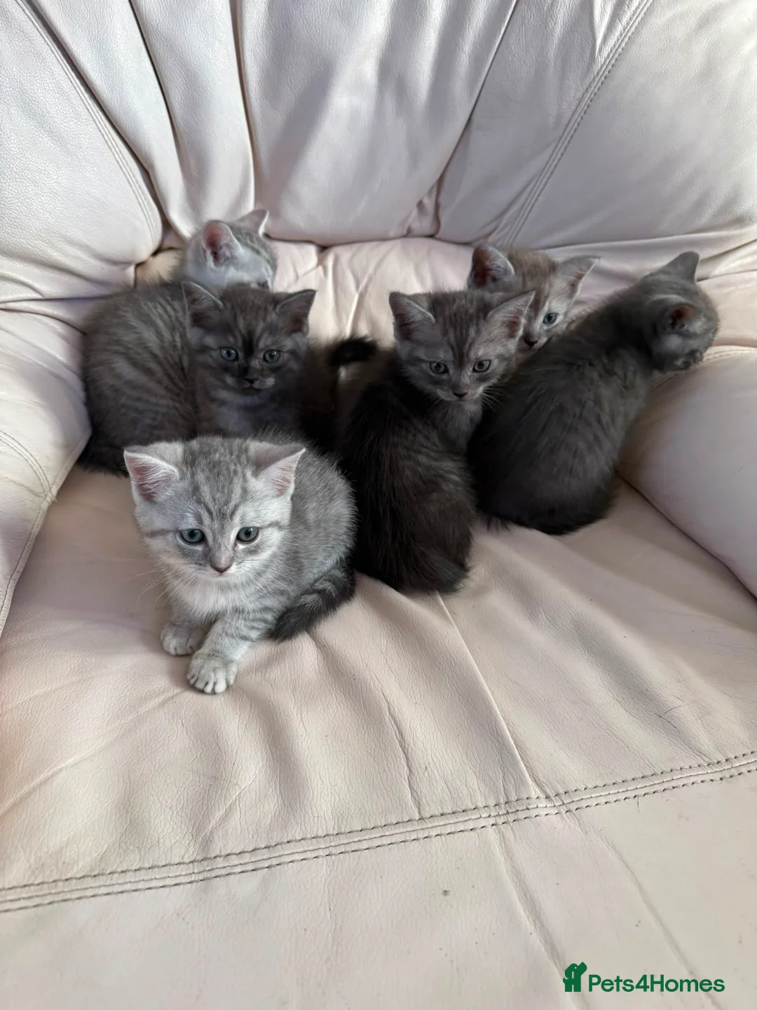 British Shorthair cats for sale: 5 weeks old BRITISH SHORTHAIR KITTENS - Advert 1