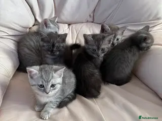 British Shorthair cats BRITISH SHORTHAIR KITTENS - Advert 18
